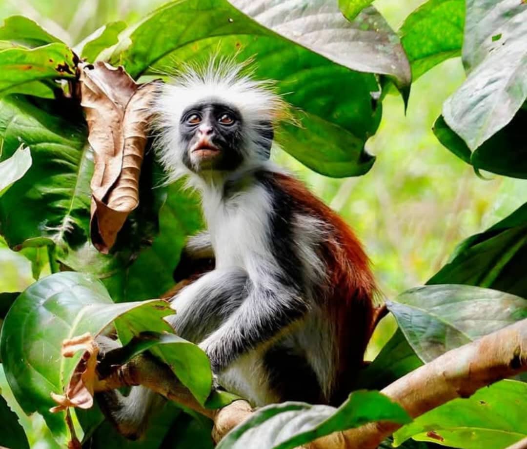 Jozani Forest Zanzibar